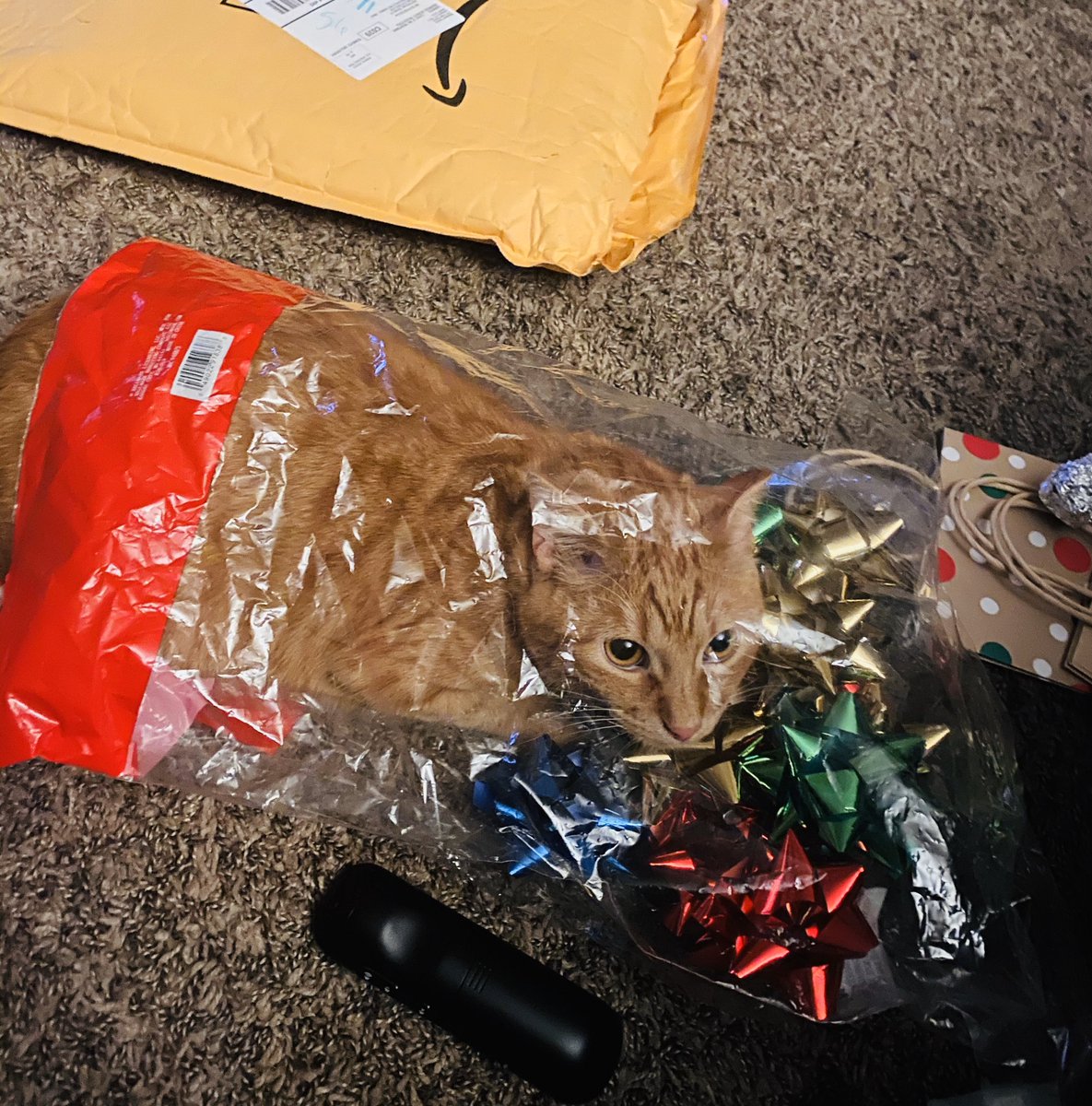 SoupSerpent's tweet photo. This is what happens when you wrap presents with your kitten. Hehe love little Jean-Ralphio https://t.co/iWGPpq1oOU