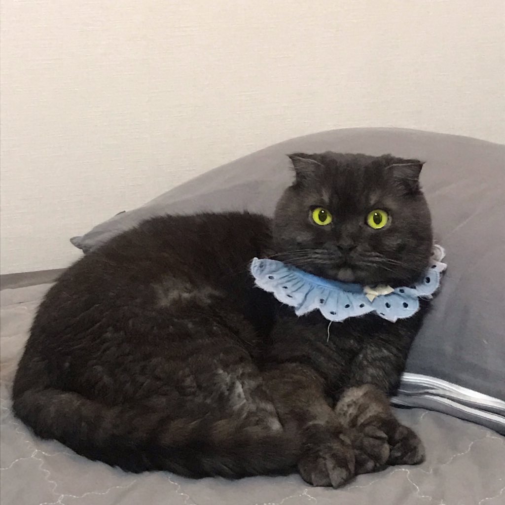 🎄모두들 메리 캣리스마스🎄