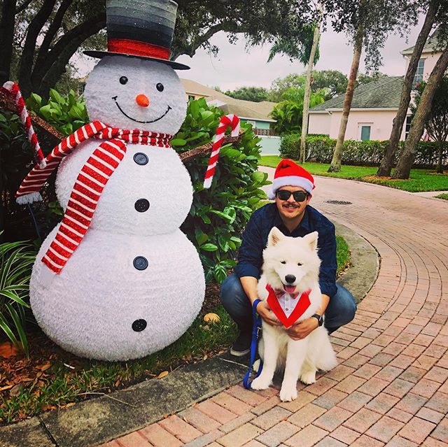 FSamoyed's tweet photo. Merry Christmas Everyone!!! 🎄🎁 🎾 hope you got lots of treatos like me and also hope you have a merry and bright holiday ^_^ I got to spend my first #christmas in sunny Vero Beach. I sure am a lucky dog ^_^…

📸 https://t.co/fu5R4RdvXj via https://t.co/O9fT9x5Td8 https://t.co/PSSmKHbtAt