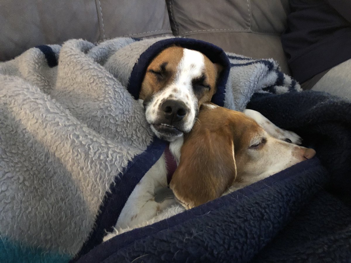 Dave “Softy” Mahler tweet media