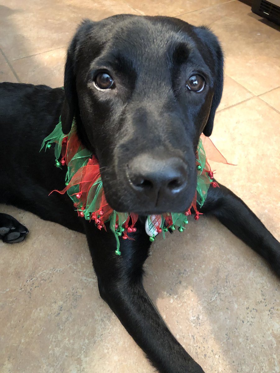 FernsFrens's tweet photo. Merry Christmas, frens! 2020 here I come. https://t.co/jewGUy2vbW