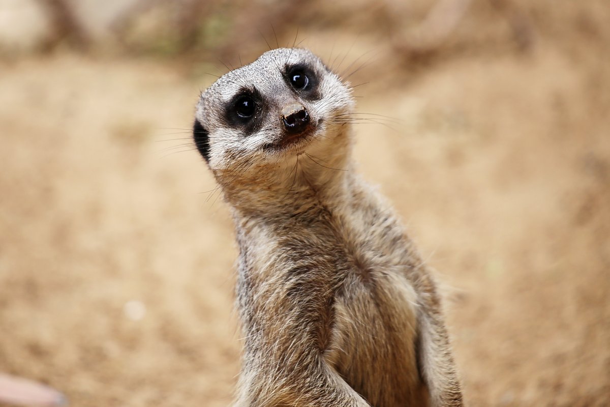 mammalzpbc's tweet image. Join Mammalz's #CaptureThis challenge! The latest caption: "Every family has one." Perfect  for the holidays! 🤗

📸: Alexandro Lacadena Gómez's entry - "Every family has one of those members that looks really cute, and boosts state of mind"
#Mammalz #WeAreMammalz #MerryChristmas