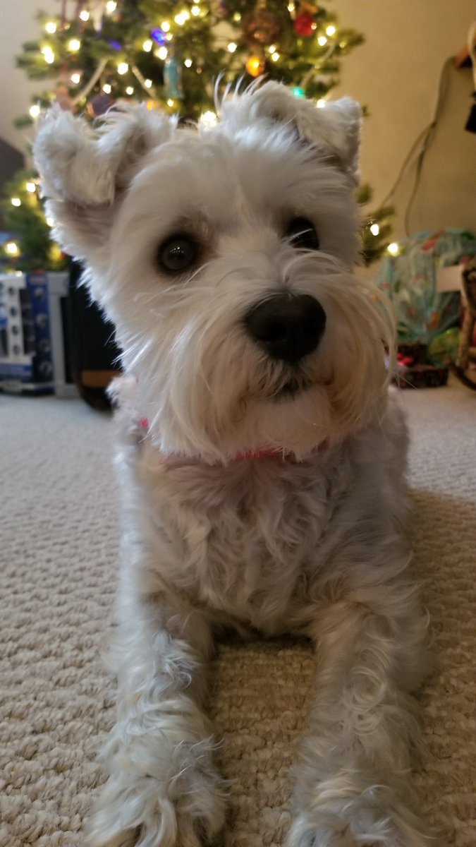 SWauzer's tweet photo. Merry Christmas you filthy animals.🐶🤣 I hope everyone gets extra spoiled this day. 🎄💙 https://t.co/bYh58cANK7