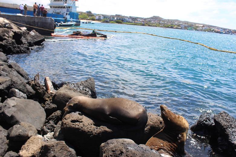 DukaKofi's tweet photo. Seals are seen at the site where a barge carrying 600 gallons of diesel sank at the La Predial dock of San Cristobal, the easternmost island of the Galapagos archipelago, in Ecuador. https://t.co/X9O2qvUbGq
