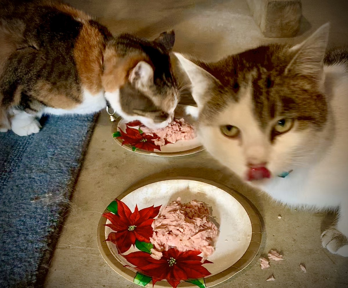Clack1988's tweet photo. #Squeaky and #Graymalkin wish you a Merry Christmas as they scarf down on a Christmas treat! πΈπΈπ
πΌπβ€οΈ https://t.co/p5jx58ghIl