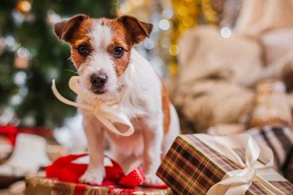 SuiteHomeChi's tweet photo. #Relocating for work? Bring your pup with! Many of our communities have an outdoor dog run and some even feature a doggie spa and lounge! How's that for #petfriendly? And how cute is this holiday #puppy?
.
.
#relocation #corporatehousing #businesstravel #extendedstay https://t.co/UWvPnuFzpt