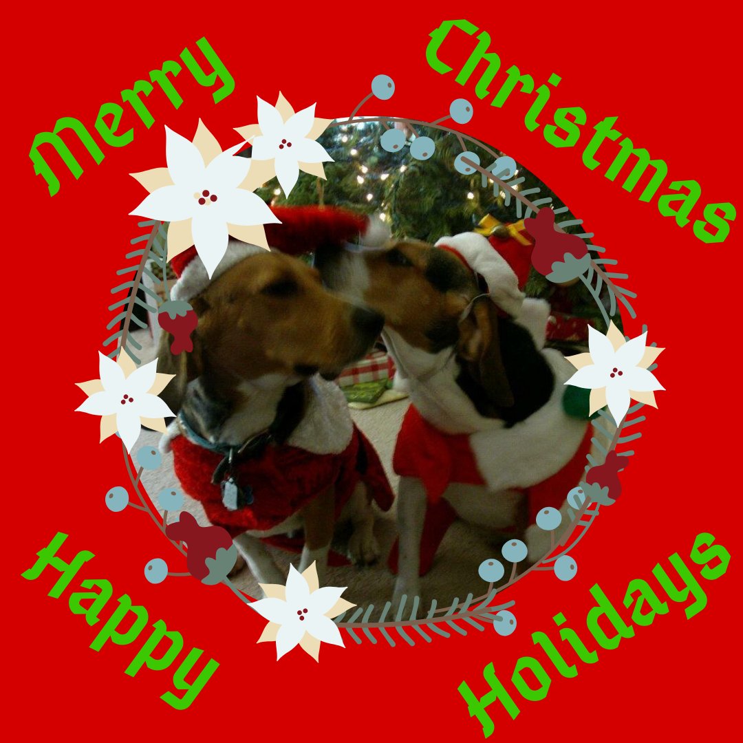 Merry Christmas and Happy Holidays! Hope your day is Merry and Bright! 
Here's my dogs Jake and Pumpkin to give you a dose of animal cuteness for the day!

#author #pets #happyholidays #merrychristmas #holidays #Christmas #cuteanimals #Authorpets #beagles