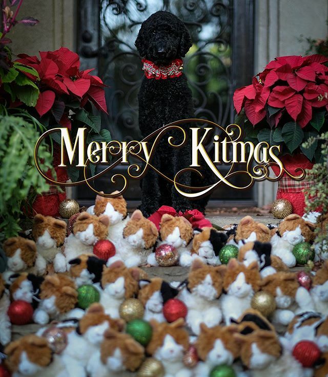 cognitive_dogs's tweet photo. Happy Howlidays 🎄🕎🌟 https://t.co/C41jFz5V90 https://t.co/ybLjulprNV