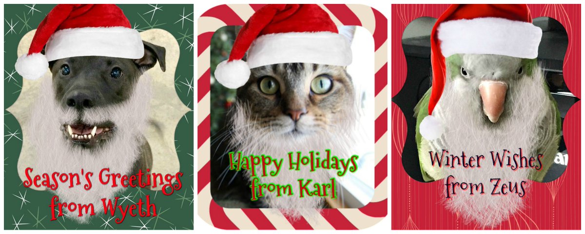 My BOYZ grew beards in time for Christmas. #Christmas #ChristmasMorning #MerryChristmas #MerryChrismas #CatsOfTwitter #dogsoftwitter #parrotsoftwitter #pets #ChristmasPets #christmascats #christmasdogs #rescuedogs #rescuecats #parrots #HappyHolidays