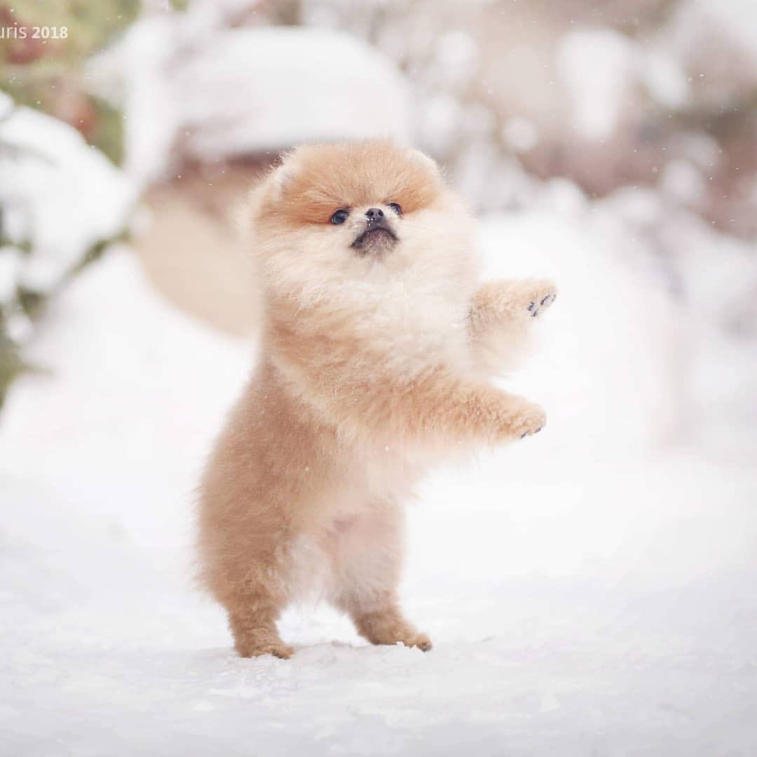 ChoiSooex's tweet photo. ⠀⠀⠀⠀❖ 𝙆𝙚𝙚𝙥 𝙪𝙥 𝙩𝙤 𝙙𝙖𝙩𝙚! ── 네 인스타그램 속에서

⠀⠀⠀➥ Nayeli en su elemento.⛄

⠀⠀⠀⠀♯ 251219 https://t.co/Ih26COtcmw