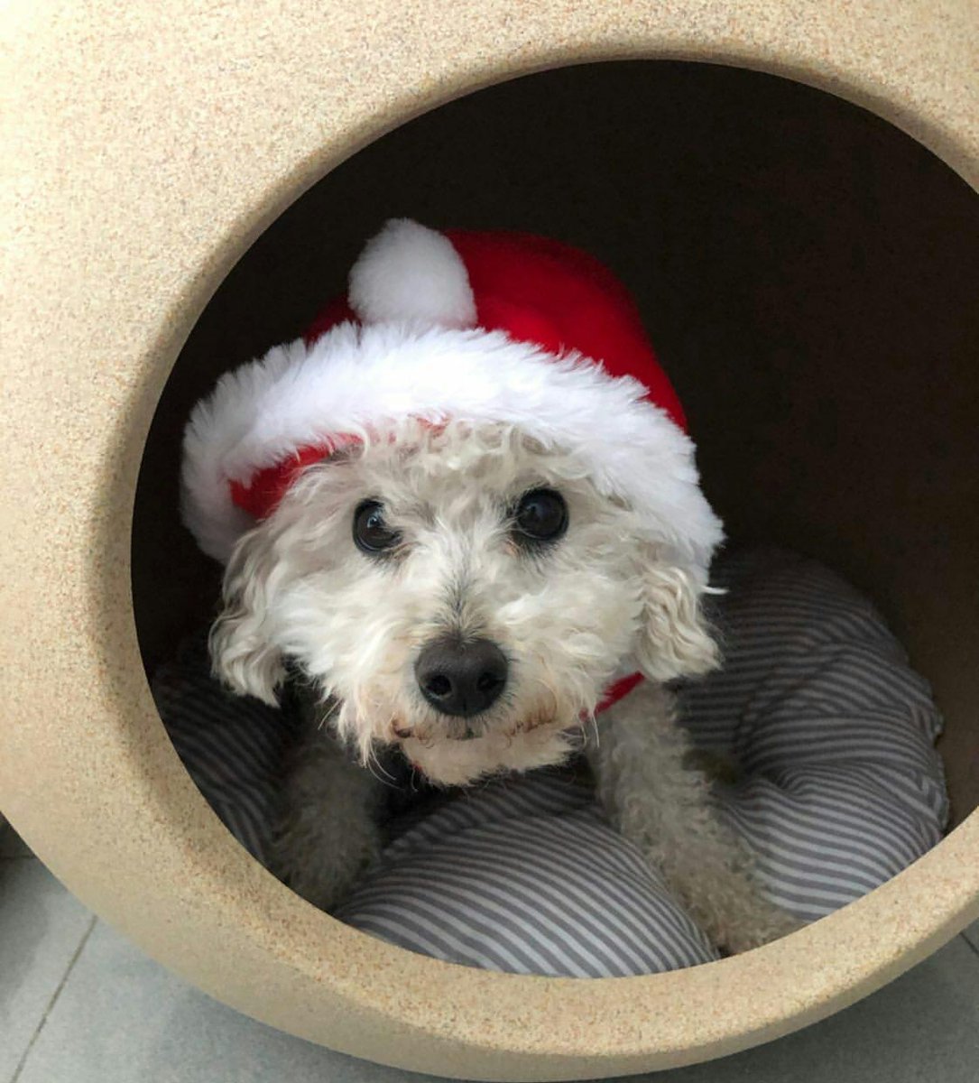 Arquipets tweet media
