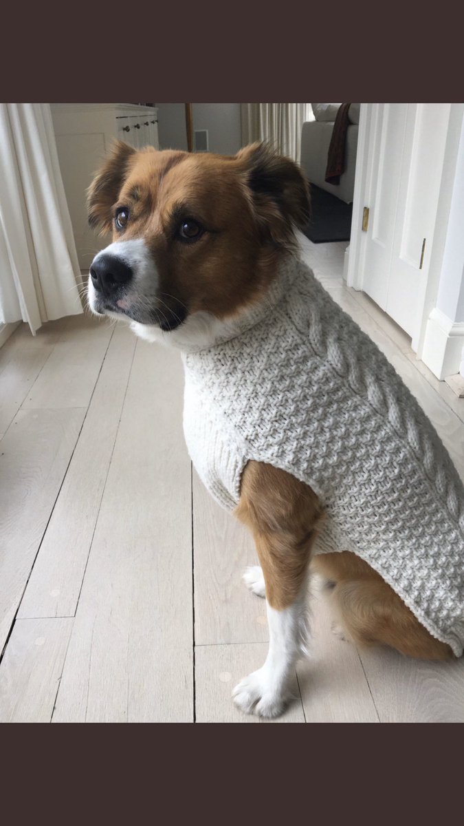 MElidamendes's tweet photo. @ChrisEvans  you have the cutest dog i’ve seen in my whole lifeee😖😍 https://t.co/RrYHhAiJFA