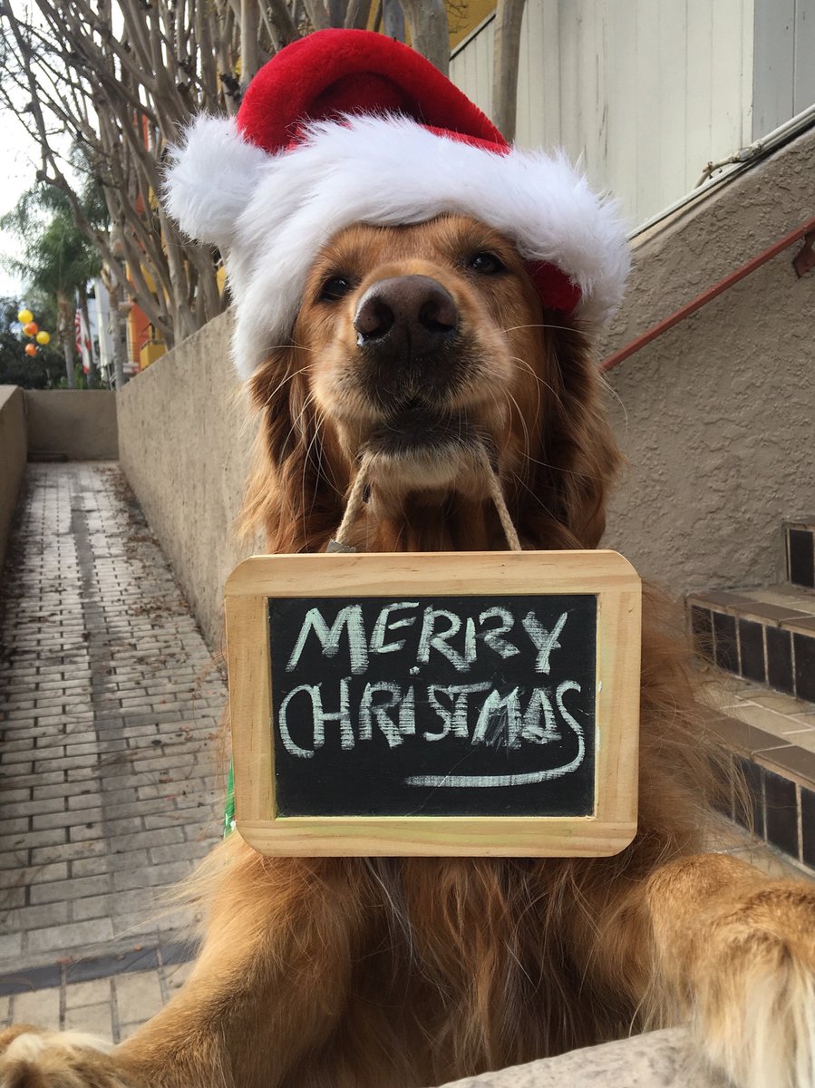 WOOF! 💚🎄🌟
#MerryChrismas #HappyPawlidays