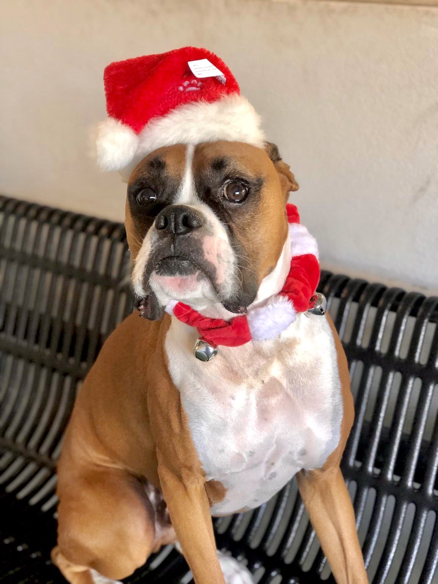 Brennan Chapman tweet media