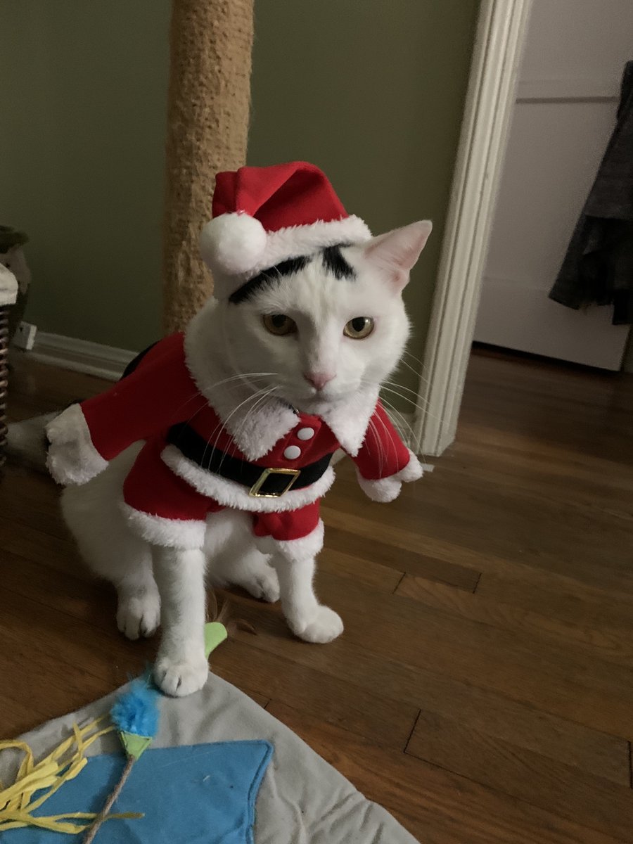 Meowy Christmas 🎅🏻🎄😽