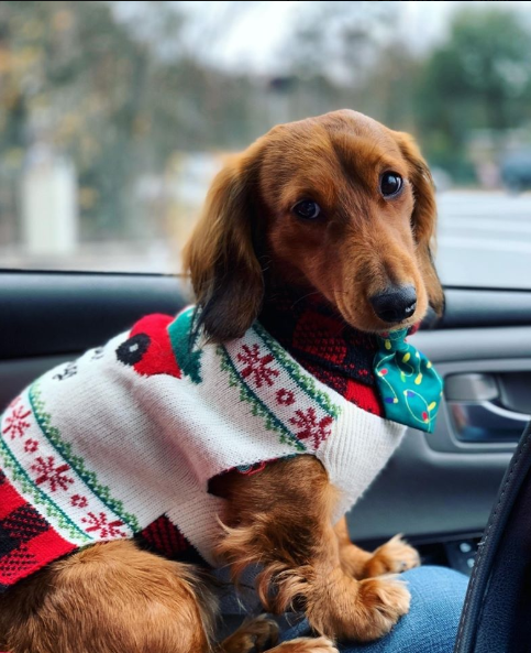 LoverDachshunds's tweet photo. Merry Christmas.😍🎄🎅⛄ https://t.co/mlCHvpFlzb