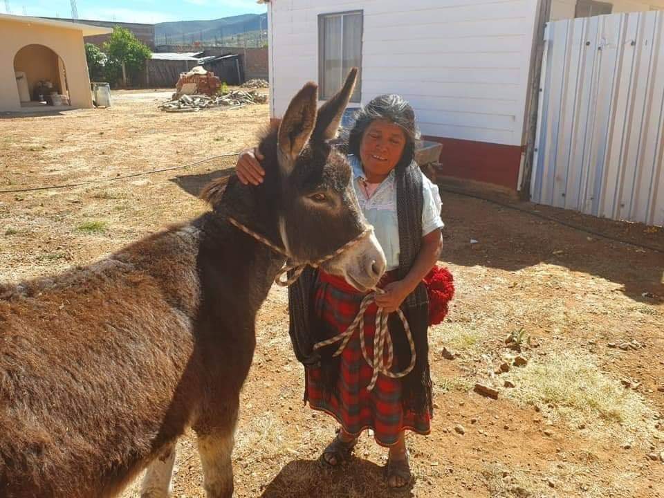 Betillocruz's tweet photo. Se acuerdan de la historia de la mujer que por necesidad vendió a su burrito?

Las redes sociales hicieron el milagro justo en la #Navidad gracias a muchas voluntades pudo recuperarlo y ahora también tiene unos centavos para subsistir.
Gracias #Oaxaca
#TwitterOax https://t.co/UU5HbCDwjE