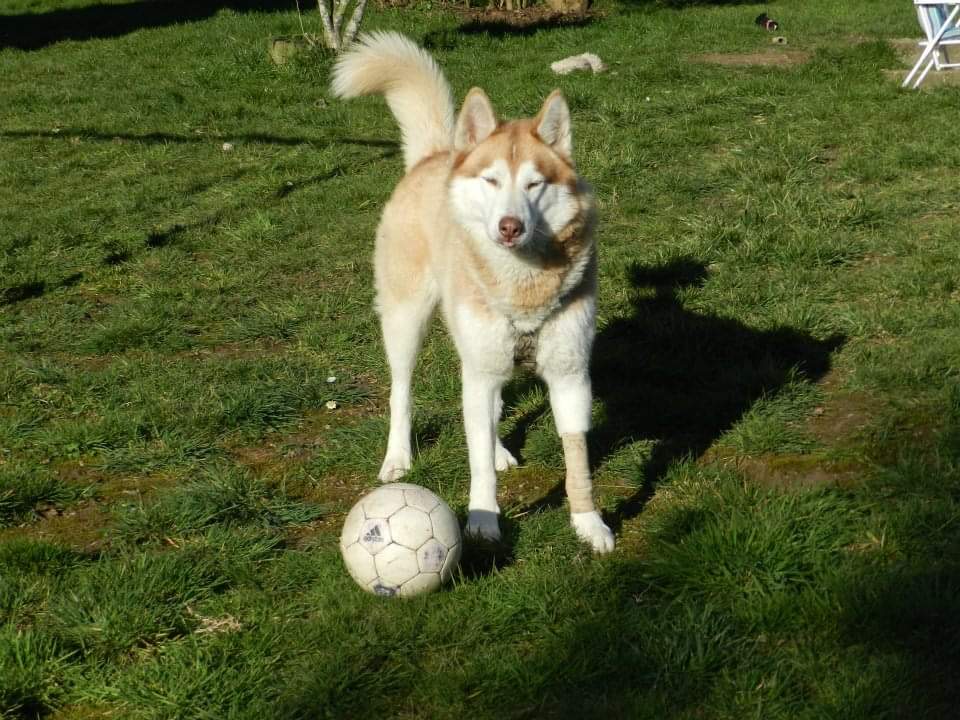 So... I just heard that my 12yo #doggo #Yuki died this morning... It's weird cause I kinda knew it was going to happen cause his son died earlier this year. My heart his empty this Christmas. But he learned me how to love more. #Thankyou. #Loveyou #dog #husky