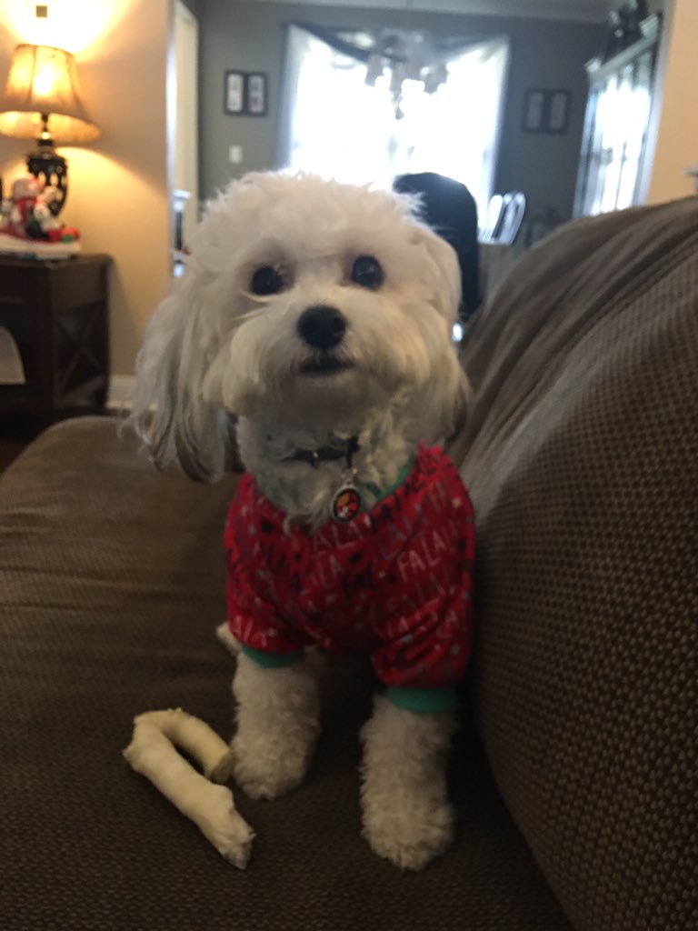 DottieD0g's tweet photo. Merry Christmas from my fam to yours. I love the new ๐ถ Fa La La ๐ต PJs Santa brought me. A special ๐Merry Christmas ๐ to my ๐งโโ๏ธ zombie ๐งโโ๏ธ hunting buddies. #dogsatchristmas #DogsOfTwitter #SpoliedDog #Havachon #ZSHQ https://t.co/KeAAjAaQwU