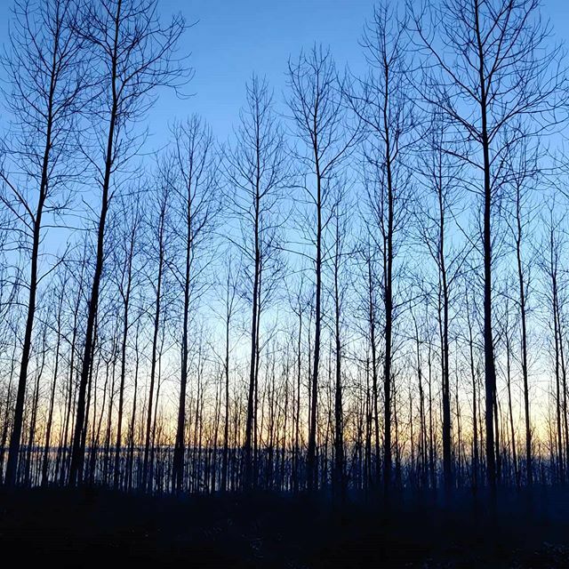 chkchk's tweet photo. Christmas sunset, end of the decade #winter #walking #forest #nature #naturephotography #winterval #christmas2019 #sussex #outsideisfree https://t.co/2V8qmG9xhe https://t.co/MsFPquUmc7