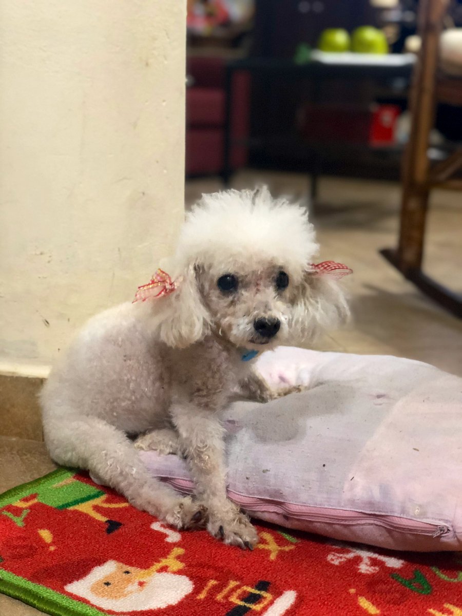 guada_cabral's tweet photo. Les dejo una foto de ella anoche para que vean su carita🥺 https://t.co/XJDWf8qHvO