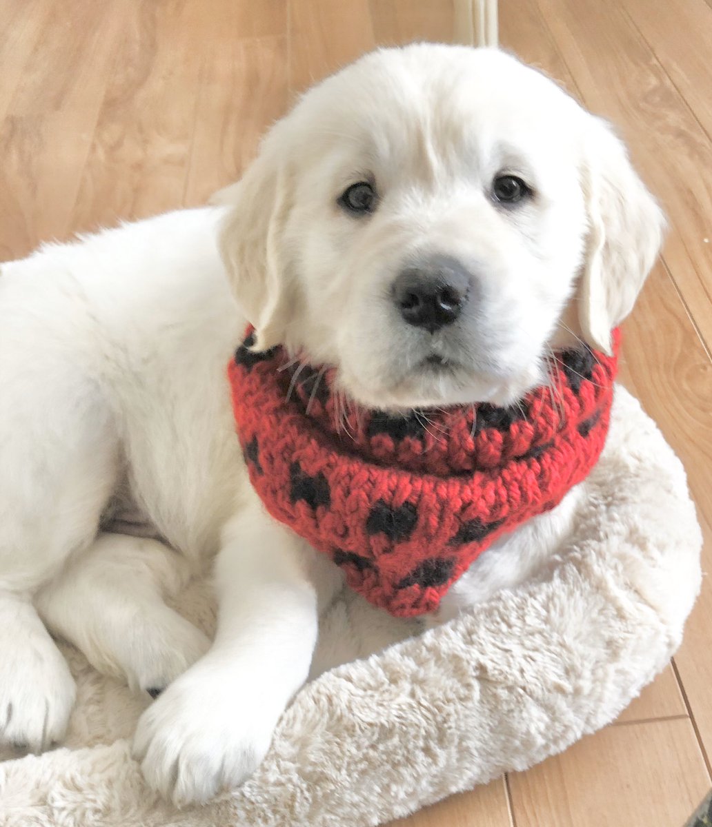notknotknits's tweet photo. Our little family wants to wish you a BIG #MerryChrismas #puppylove #famalia #thickandthin ❤️🎄🐶🐈 https://t.co/6Q71OEaE05