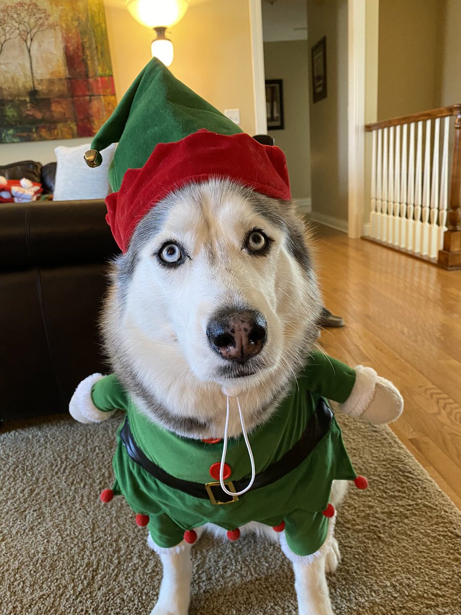 FieldsConn's tweet photo. What’s better than elves?? Dog elves https://t.co/9iPsZ9eTZc