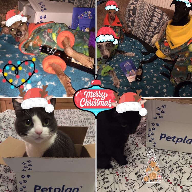 Thank you @PetplanUK for our advent calendar gift! Buddy, Chase and Herbie are all looking forward to a drop of BottomSniffer with their Xmas din dins ... whilst Jasper & Luna are having fun with the box 🙈😂💕🐾 #PetplanAdvent