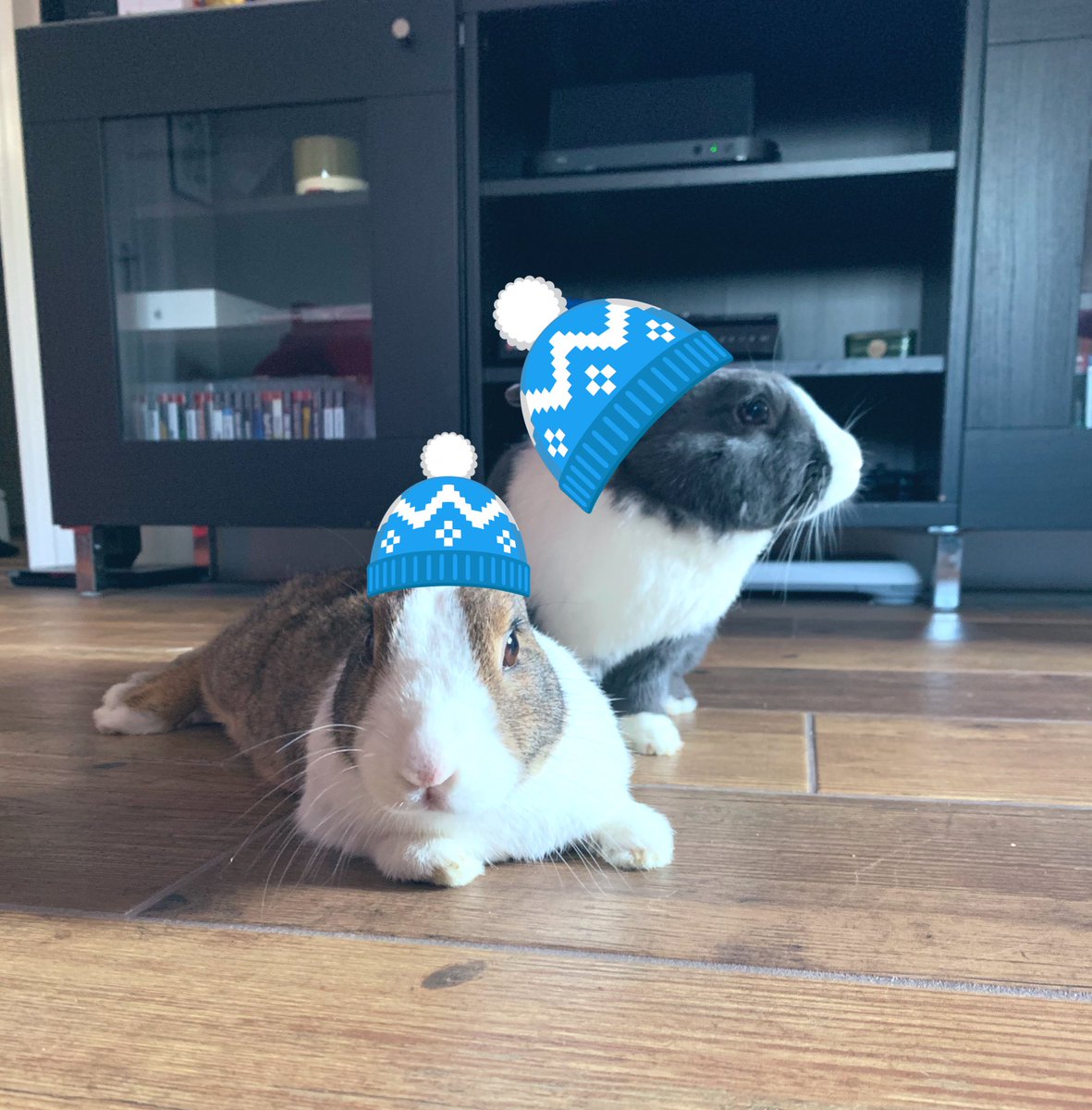 Human made a silly photo of us for Christmas 😂 hope all our bunpals and human friends had a bunderful day! #rabbits #rabbitsoftwitter #bunnies #bobblehats