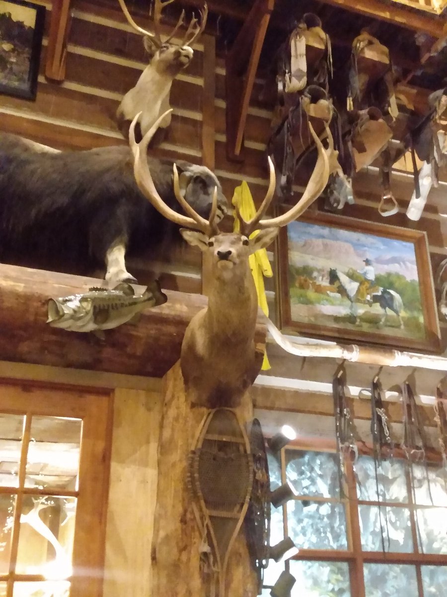 KnowlsWesley's tweet image. Bass pro shops is awesome