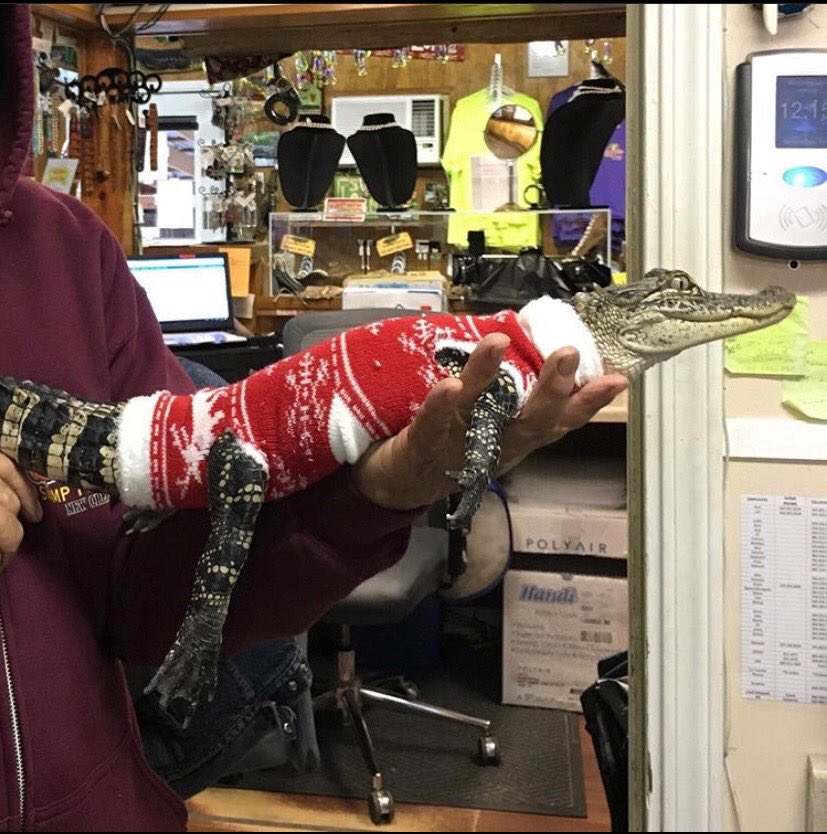 CajunPrideSwamp's tweet photo. Can you believe I almost let Christmas end without sharing this picture of an alligator in a sweater? What kind of monster keeps this joy to themselves! https://t.co/N1KqjISMIE