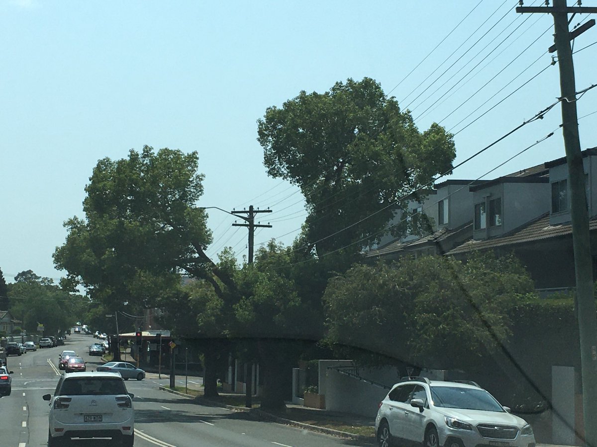 beaconSt02143's tweet photo. Not all #trees are pointy. In true #beaconst fashion, my trees were planted such that they'd grow into the power lines one day. When the time comes, I'd like them to have #holes like this tree. Happy holidays y'all. #holes #goals https://t.co/wLuUUzOYAM