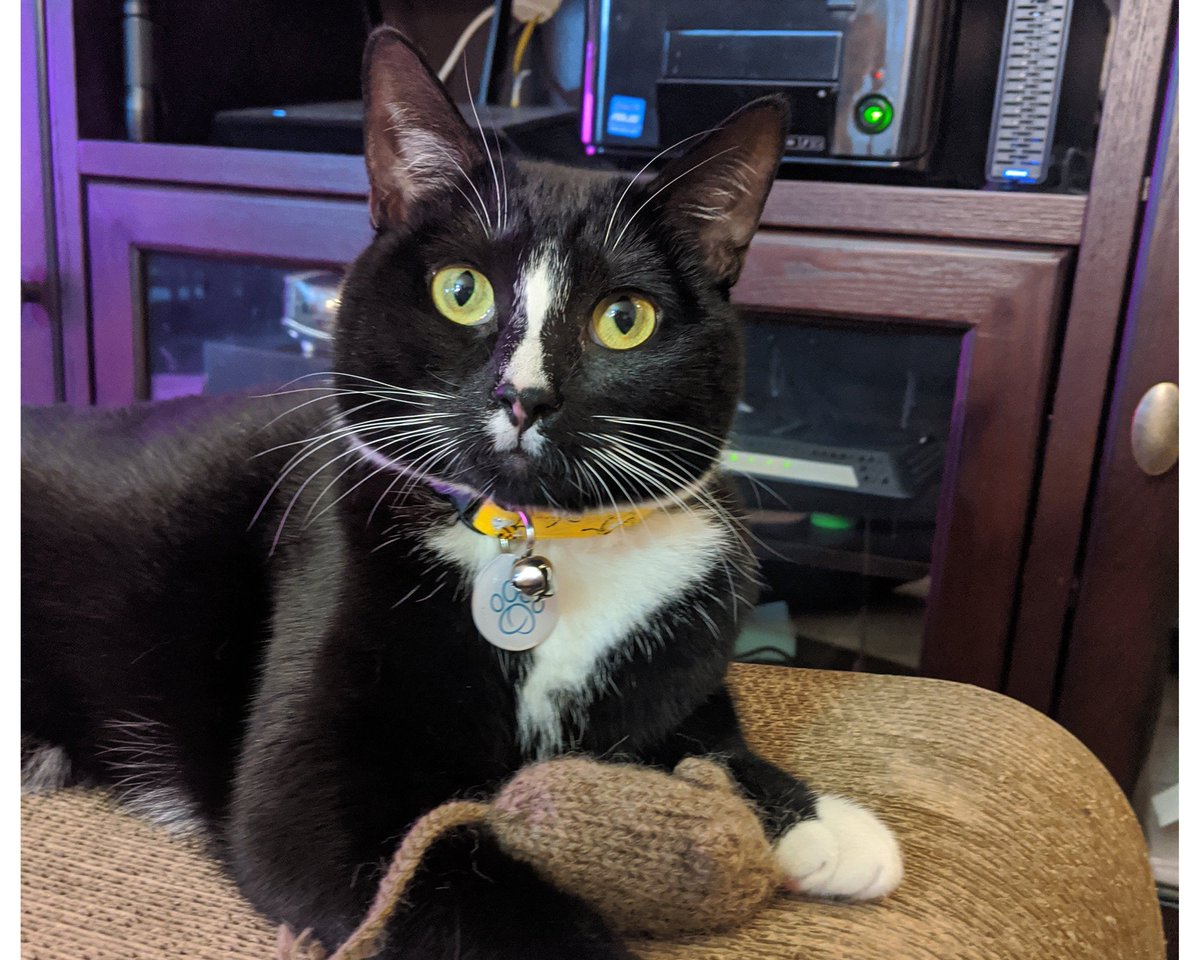 custombearhugs's tweet image. Excited to share the latest addition to my #etsy shop: Organic Catnip Mouse, Hand Knit Cat Toy, 100% Wool Cat Toy in Camel Heather Brown, Pet Gift, Cat Lover Gift etsy.me/2t6ZuID #pets #catnipcattoy #toymouse #knitcattoy #handknitmouse #catnipmouse