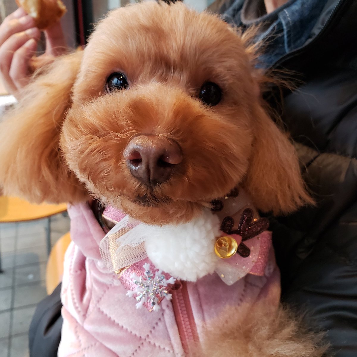 nananoehon's tweet photo. 12月28日　土曜日　2時から
本のお店スタントンで絵本の読み聞かせをします。宜しくお願いします。

#絵本　#絵本の読み聞かせ　#東住吉区　#駒川商店街　#ななの絵本　#おはなし会　#紙芝居 https://t.co/zdknOUqHUN