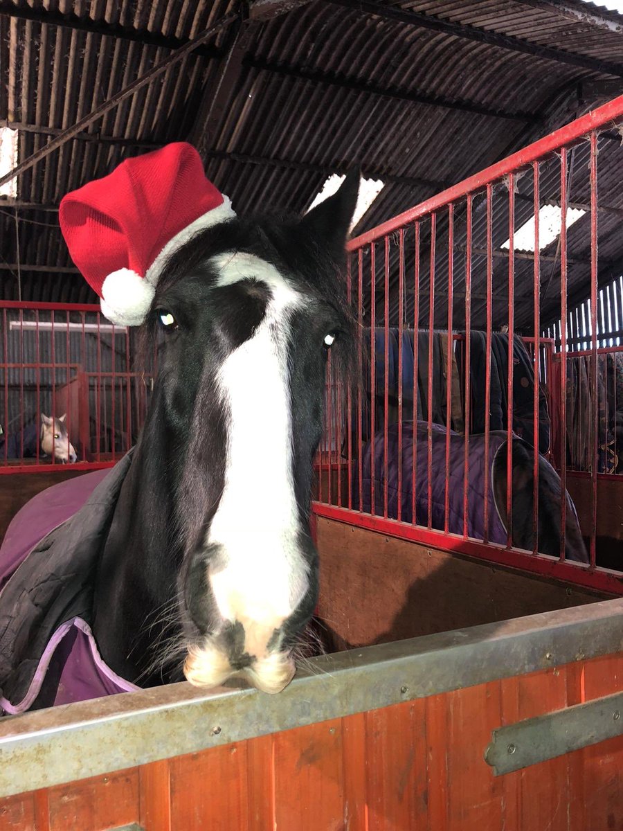 Here I am with my amazing brother <a href="/PonyTommyboy/">TommyboyPony</a> - happy Christmas to all of our friends -happy Hoofs! @SarahMSpelt <a href="/archiesauraus/">Archie the Suffolk 🐴</a> <a href="/HumbugAndToby/">Humbug</a> <a href="/aponyhour/">#ponyhour</a> <a href="/CityHorses/">City Police Horses</a> <a href="/ASPoliceHorses/">ASPoliceHorses</a> <a href="/LancsPolMounted/">Lancs Police Mounted</a> <a href="/MerPolMounted/">Mer Pol Mounted</a> @NPMounted @Kiwitheminihors <a href="/tommy_pegasus/">Tommy</a> <a href="/KingsTroopRHA/">The King's Troop RHA</a> 🙏🙌