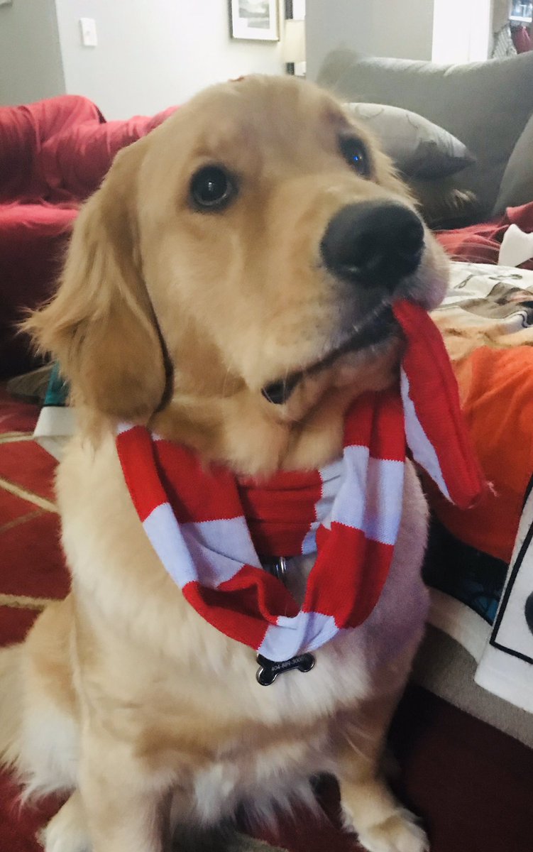 GoldenMom14's tweet photo. @ProudResister Merry Christmas from Pickles 🎄❤️🎄 https://t.co/dlEX6ur5nQ