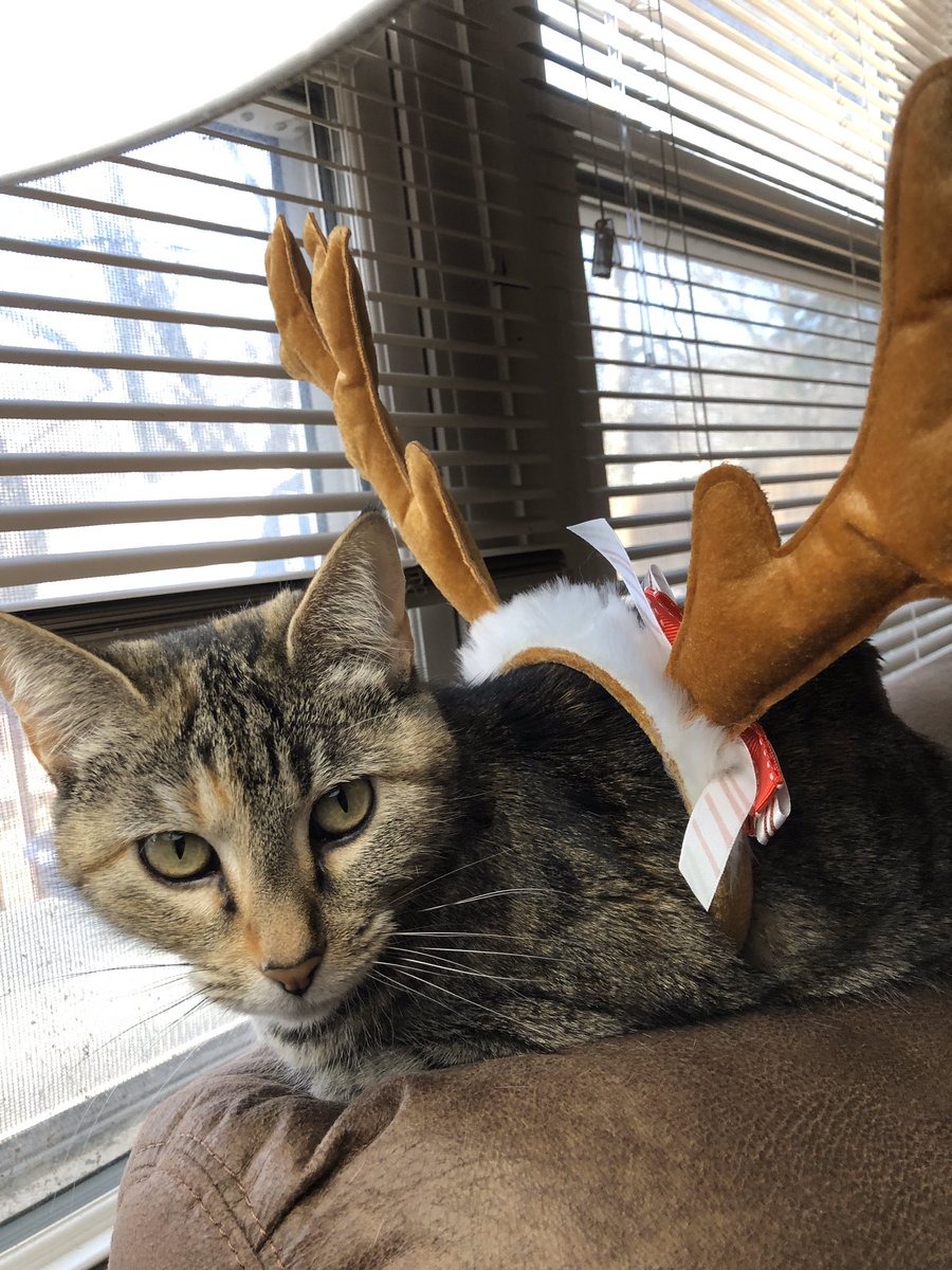 AngelaBaggs's tweet photo. This is the face of holiday spirit.  
😂🎅🏻🎄 https://t.co/OurIGwS8Az