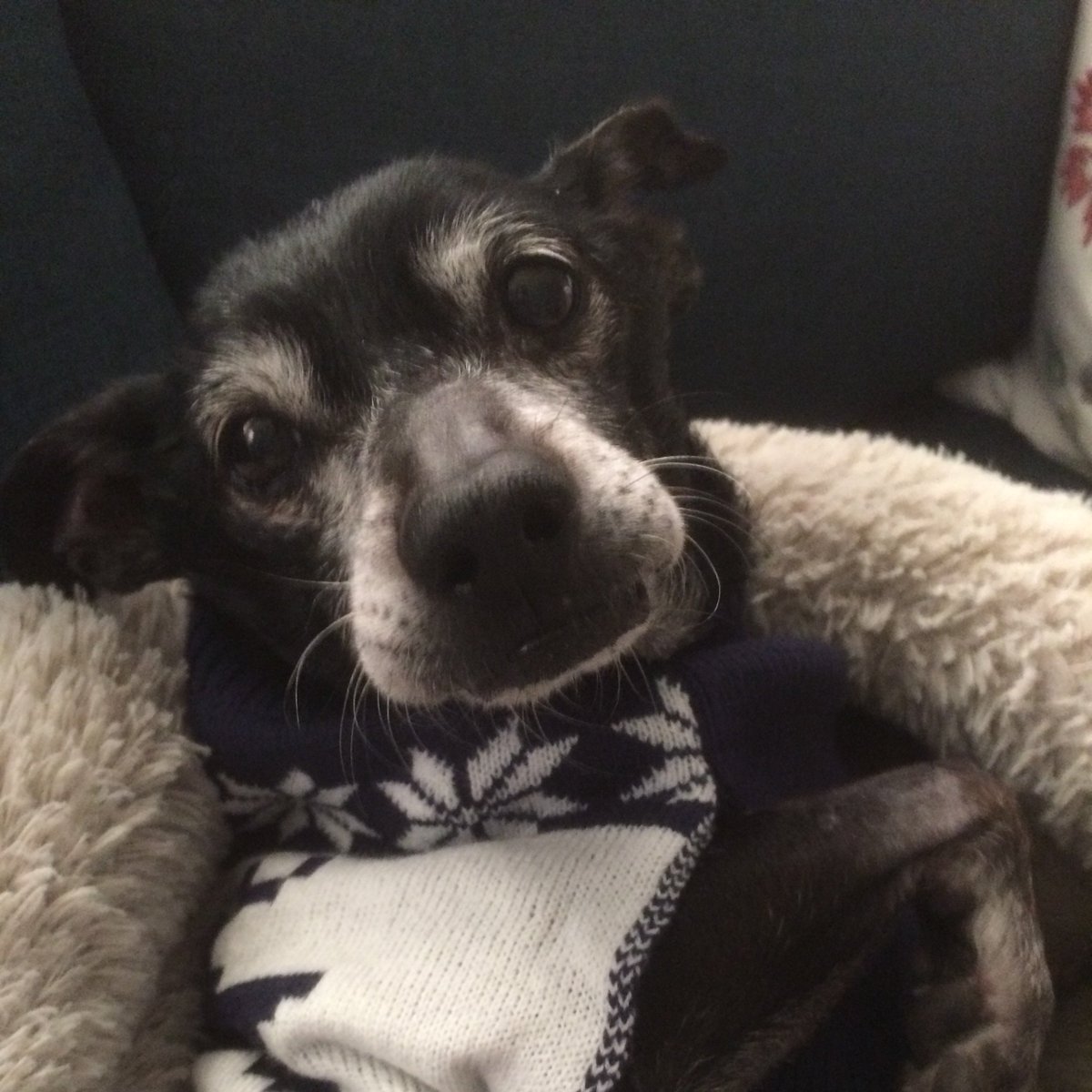 Little Saint Nick says Happy Hanukkah and Merry Christmas. #seniordog #AdoptDontShop