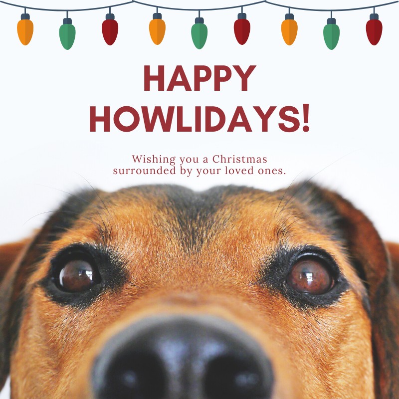 Dog for Dog tweet media