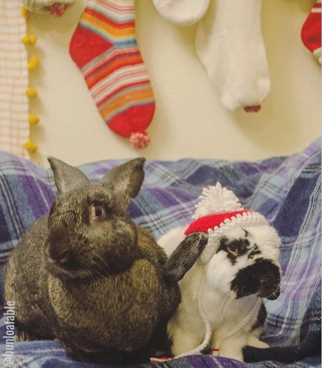 Bunloafable tweet media