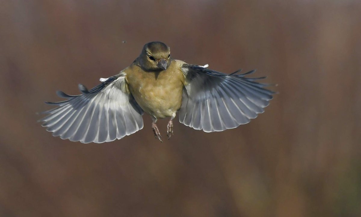 CarlBovisNature's tweet photo. As it's Christmas Day, I'm giving away a signed copy of my #100BirdsBook 😀

To have a chance of winning, follow me &amp; RT this tweet 🙏

Then visit my blog post here;
https://t.co/bMjcxueJS4

Then tell me;
 A. Who calls me a wizard? 
 B. What TV show he directs this Christmas? 🤔 https://t.co/30n68aXUR4