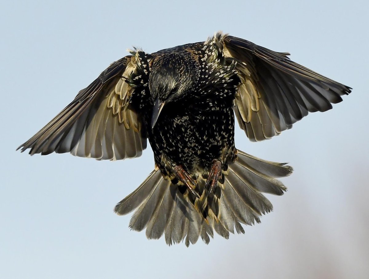 CarlBovisNature's tweet photo. As it's Christmas Day, I'm giving away a signed copy of my #100BirdsBook 😀

To have a chance of winning, follow me &amp; RT this tweet 🙏

Then visit my blog post here;
https://t.co/bMjcxueJS4

Then tell me;
 A. Who calls me a wizard? 
 B. What TV show he directs this Christmas? 🤔 https://t.co/30n68aXUR4
