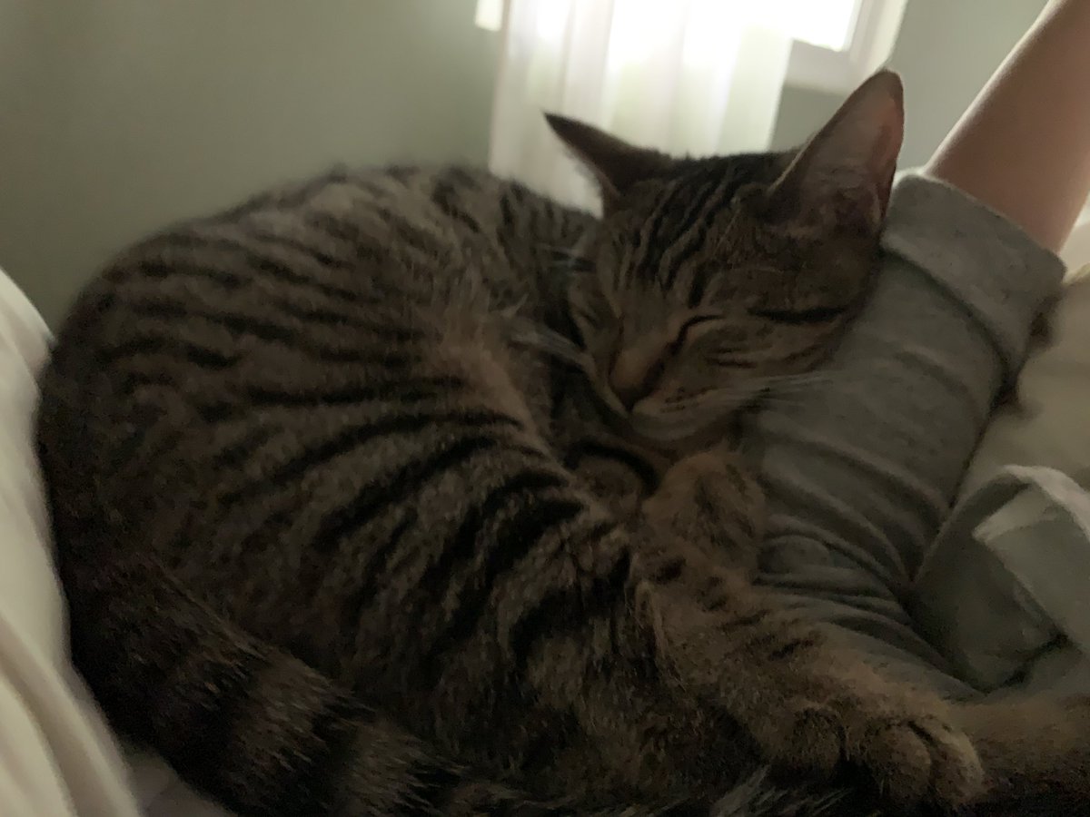 Do I dare disturb the universe? #MeowyChristmas