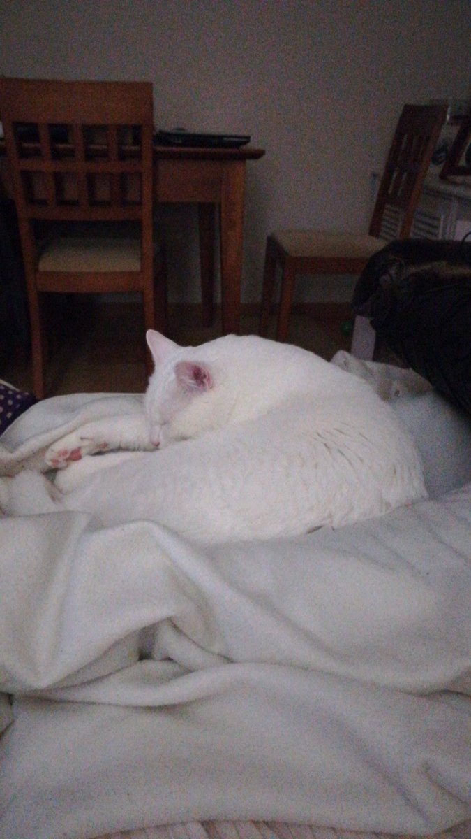 samonrcd's tweet photo. #SantaNBA.... Los bucks como mi gato https://t.co/DHGwC1BMT5