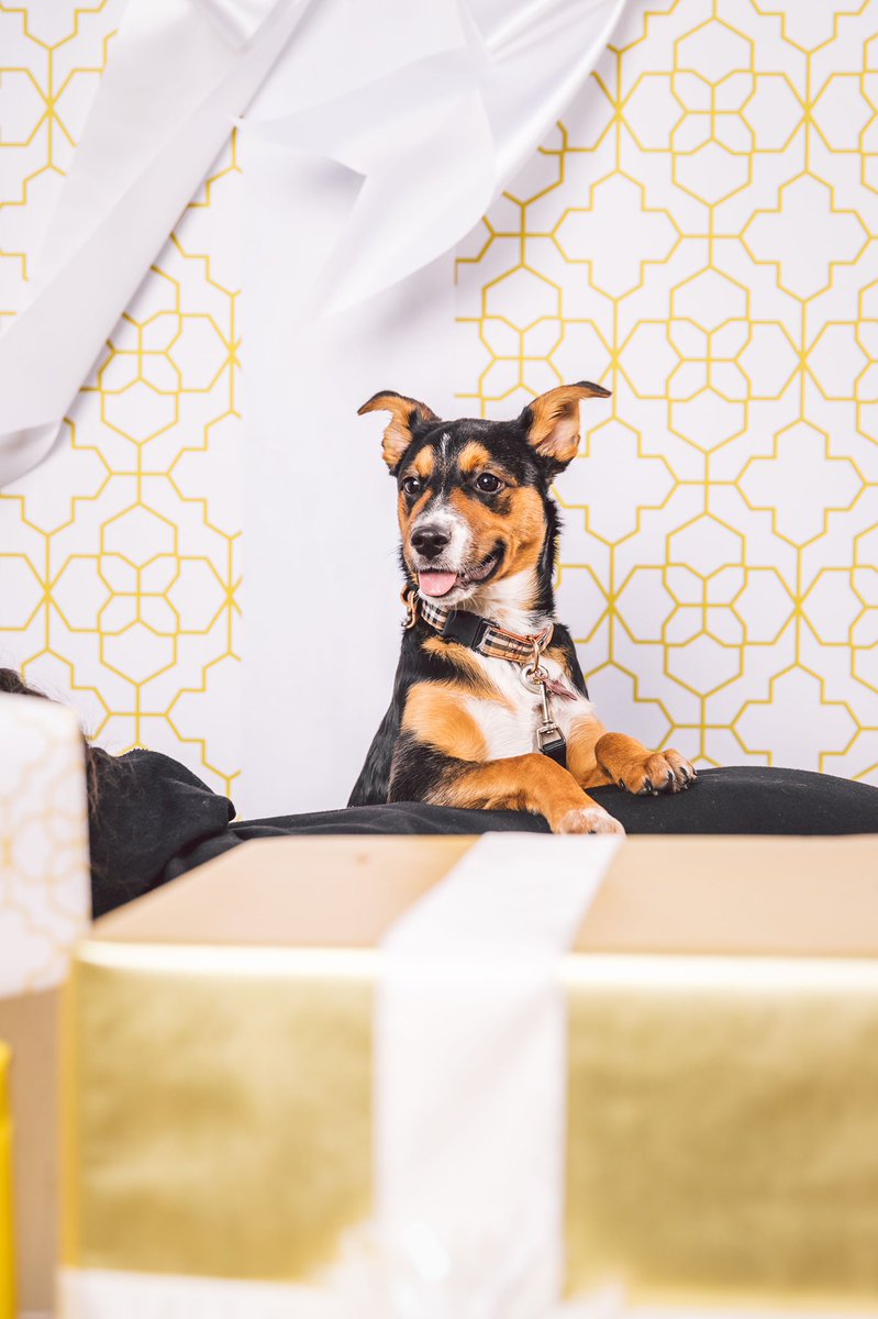 Malcom’s first Christmas! I tried getting a Christmas photo but he wouldn’t let me leave him alone with the giant presents.