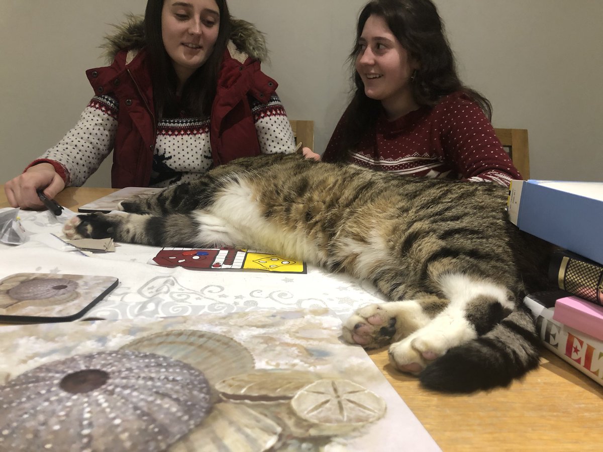 nick_aikman's tweet photo. @Number10cat It’s all too much for Sox! https://t.co/kP3lHA8Ab5
