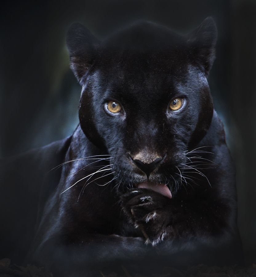 panther jongin superior