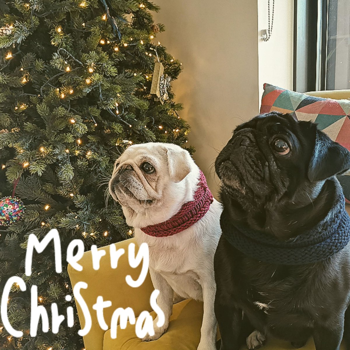 Merry Christmas and Happy New year
 #dog_features#pug #pug_feature #pugs #pugclub #darklordpug #pug #puglife #pugsofinstagram #dogsofinstagram #pugs #pugsproud_feature #puggy #pugscorner #pugsoninstagram #puglife🐾