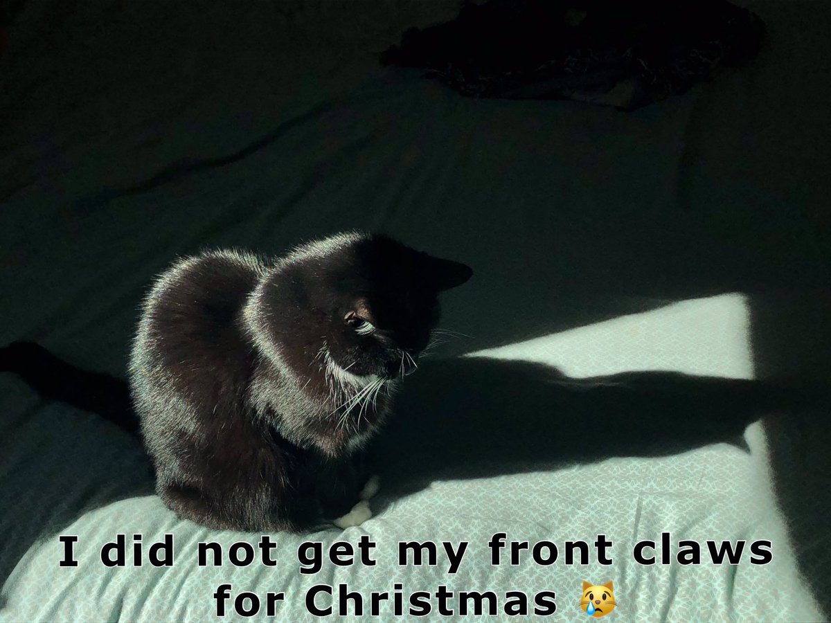 DeclawVetsRevil's tweet photo. #AVMAmeets #CatVets #AVMAvets #AAHAHealthyPet #vettech #AAHA2020 #AAHAday #njvma #marspetcare #banfield #cat2vetday #VCApetHealth #avma2020 #vcapets #catvets #felinevet #aafp #veterinaryconference #aafp2020 #felinespecialist #catfriendlypractice #studentavma #fearfreepets https://t.co/k0GgKJBzqL