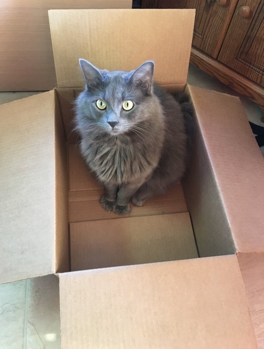 tanner825's tweet photo. would it be wrong if i put a @dog_rates tag on my cats? https://t.co/RrIH1nd66r